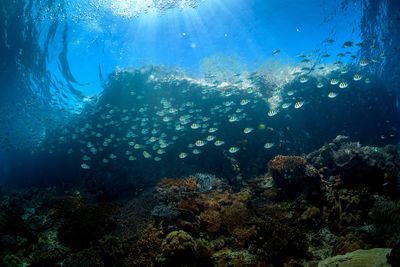 Fish swimming in sea