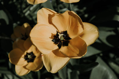 Close-up of yellow flowering plant