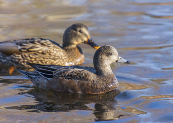 Ducks in a lake