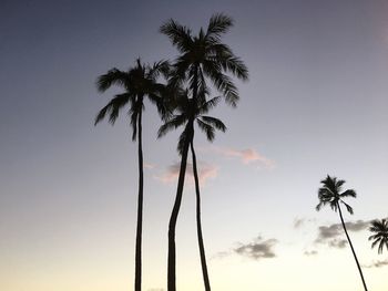 Low angle view of palm trees against sky