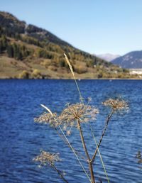 Close-up of plant against sea