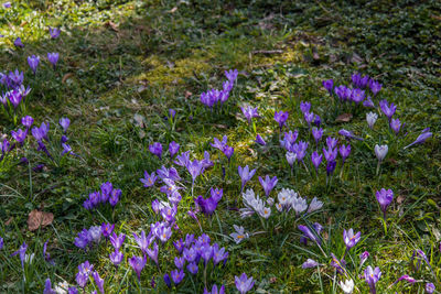 Purple crocus flowers