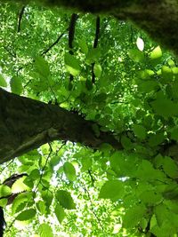 Low angle view of tree in forest