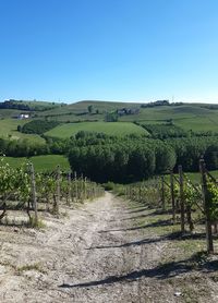 Scenic view of vineyard against clear sky