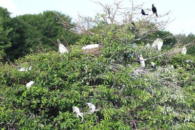 Bird perching on a tree