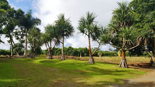 Trees on field against sky