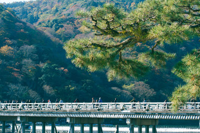 Bridge at arashiyama against tree