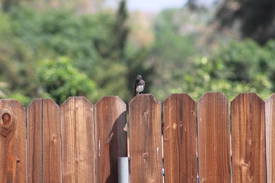 Bird perching on wooden post