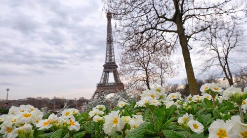 View of flowering plants against cloudy sky