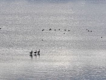 Ducks swimming in sea