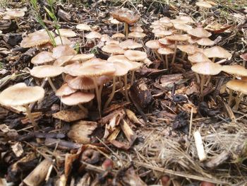 Close-up of mushrooms