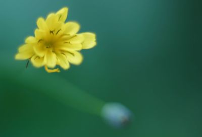 Close-up of yellow flower