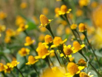 Close-up of yellow flowering plant