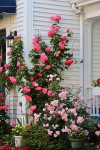 Pink flowers on house