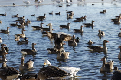 Birds in lake