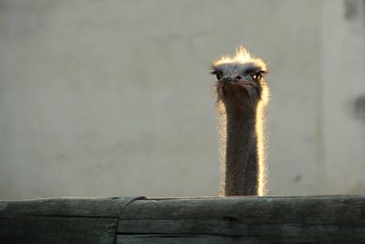 Close up of a cute ostrich