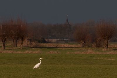 Swan flying by trees against sky at night