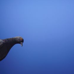 Low angle view of bird against clear blue sky