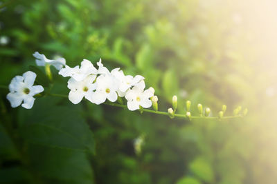 Close-up of white flowering plant