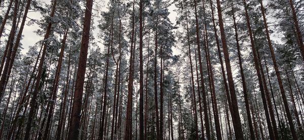 Low angle view of bamboo trees in forest