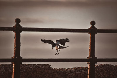 Bird flying in the sky