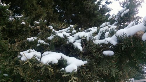 Trees on snow covered field