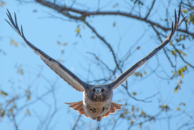 Low angle view of bird perching on tree