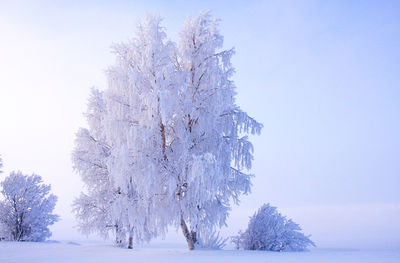 Frozen trees on snow covered land against sky