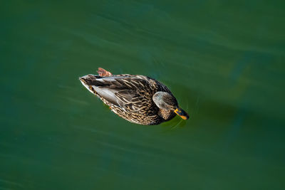 High angle view of duck swimming on lake