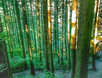 Bamboo trees in forest