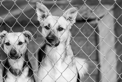 Portrait of dog seen through chainlink fence