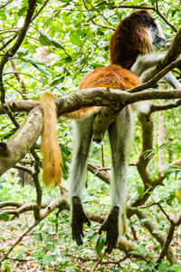 View of monkey on tree in forest