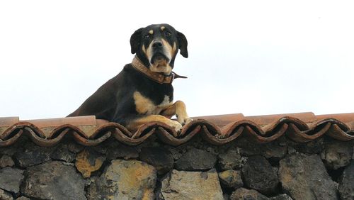 Low angle view of dog on roof against clear sky