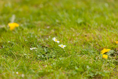 White flowers blooming on field