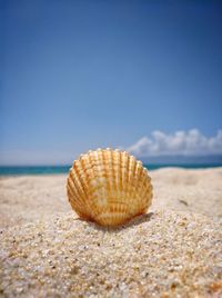 Surface level of shell on beach against sky