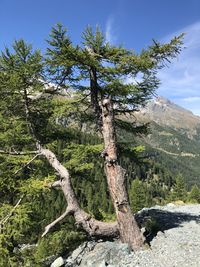 Trees growing on land against sky