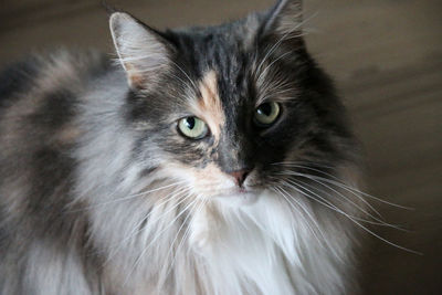 Close-up portrait of a cat
