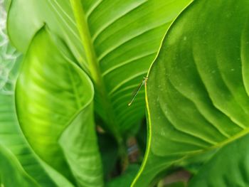 Full frame shot of green leaves