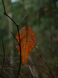 Close-up of dry maple leaves against blurred background