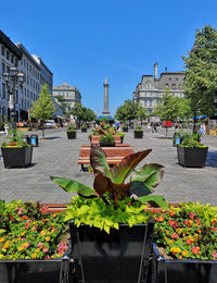 Potted plants in front of building