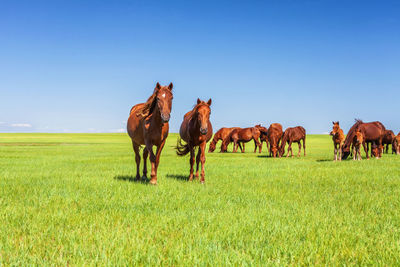 Horses on field