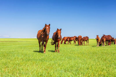 Horses on field