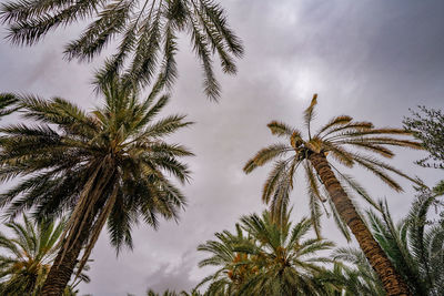palm tree