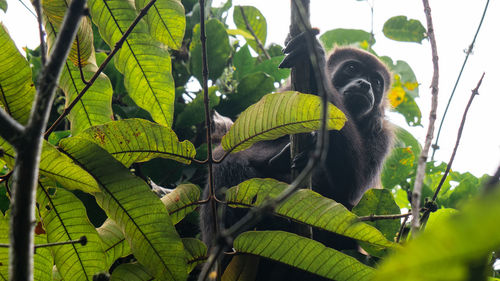 Low angle view of monkey on tree