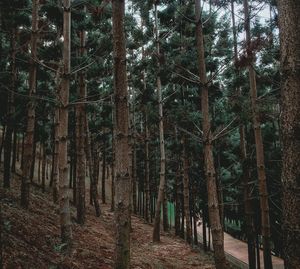 Trees in forest