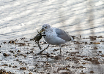 Side view of seagull eating crab