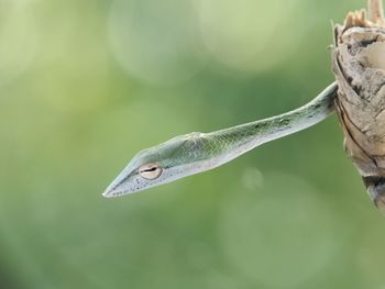 Close-up of a bird