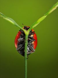 Close-up of bug on plant