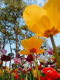 Low angle view of day lily blooming in park