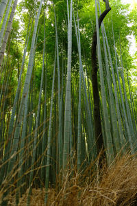 Low angle view of bamboo trees in forest